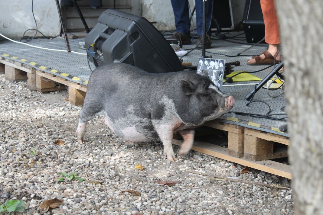 Piggy-piggy - don't eat the cables ...
